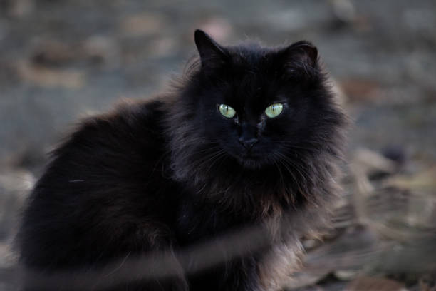 Street cat looking away from the photographer.