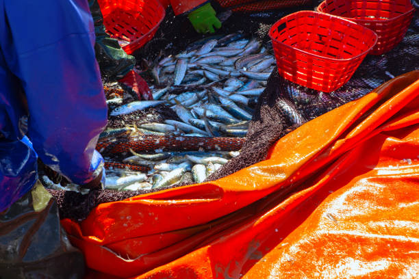 istock Catch of ocean sardine 1256593124