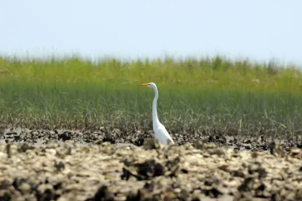 White Great Egret bird with oyster bed in foreground. Photographed at the Rachel Carson Reserve in North Carolina USA.