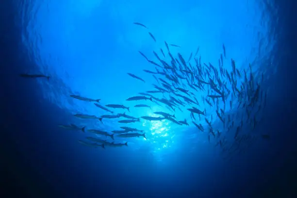 Photo of Sardines, mackerel and tuna underwater