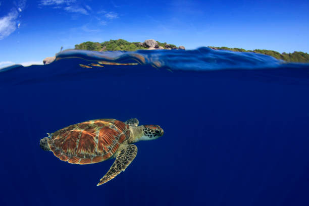istock Green Sea Turtle split photo 1256597037