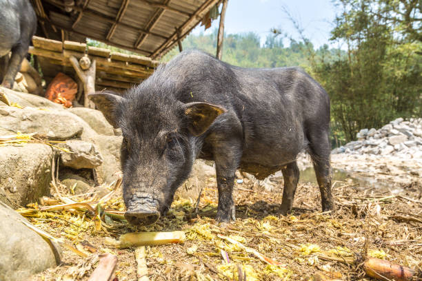 istock Black pig in Sapa, Vietnam 1256598317