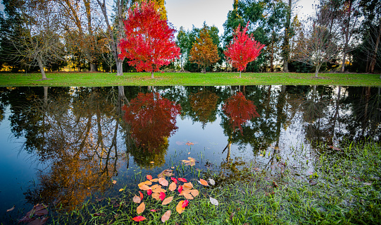 autumn leaves on a pond