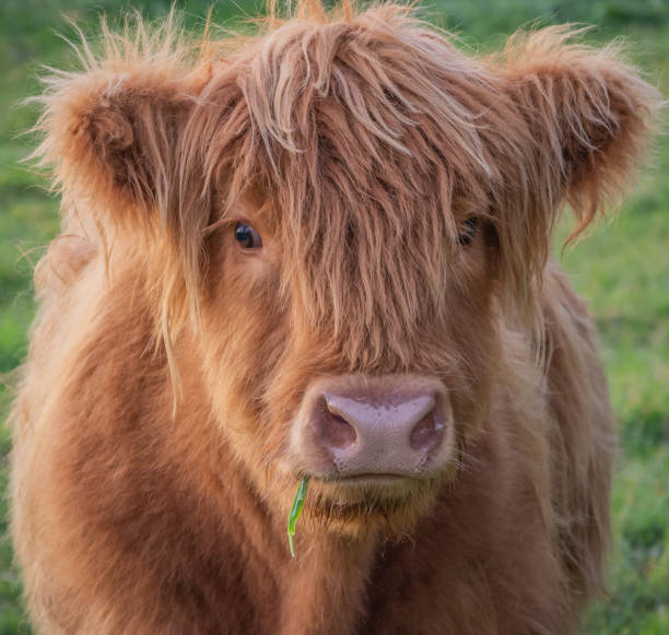 istock Highland Cow at sunset 1256603831