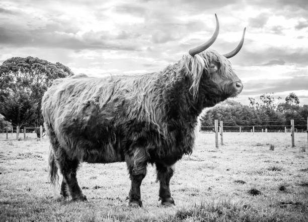 istock Highland Cow at sunset 1256603848