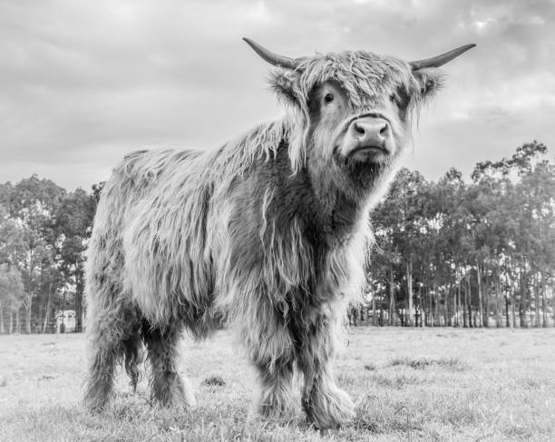 istock Highland Cow at sunset 1256603851