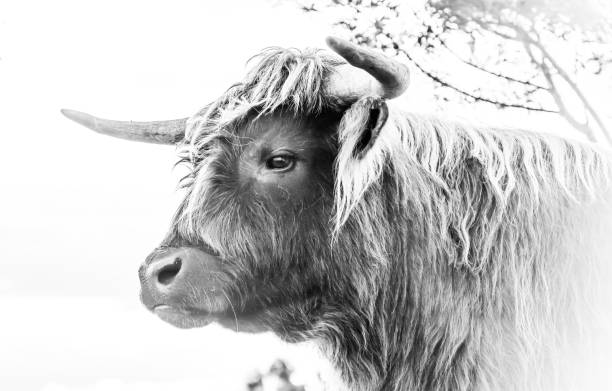 istock Highland Cow at sunset 1256603858