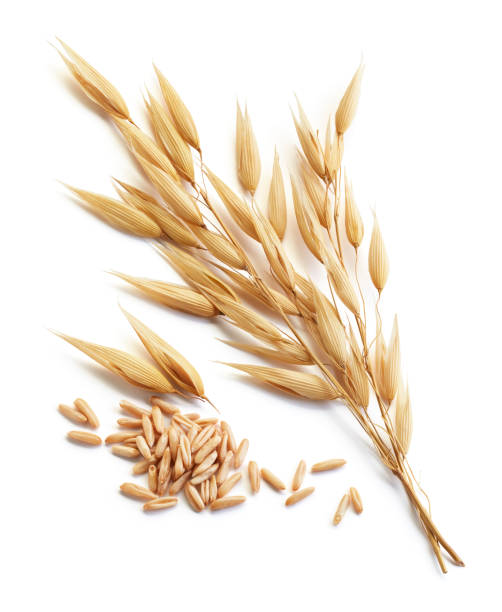 istock oat plant and grains 1256604587