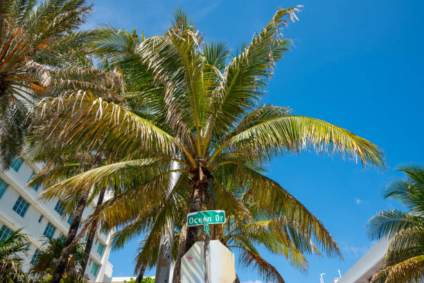 istock Palm trees Miami Beach Ocean Drive sign on blue sky 1256605290