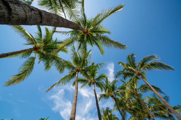 istock Bugs eye view of palm trees on blue sky 1256605855