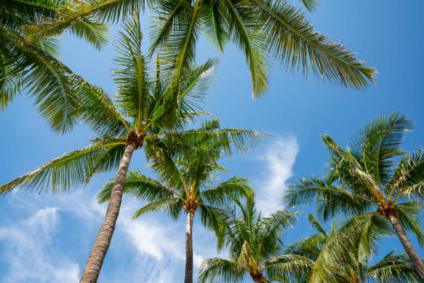 istock Tropical palm fronds with no coconuts 1256605862
