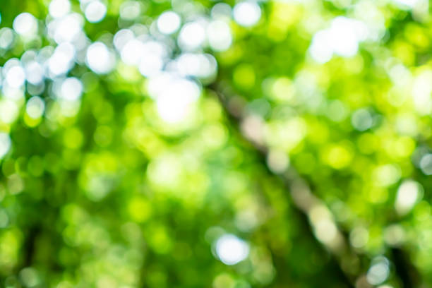istock Green nature forest tropical wood with sunlight bokeh abstract background. 1256606656