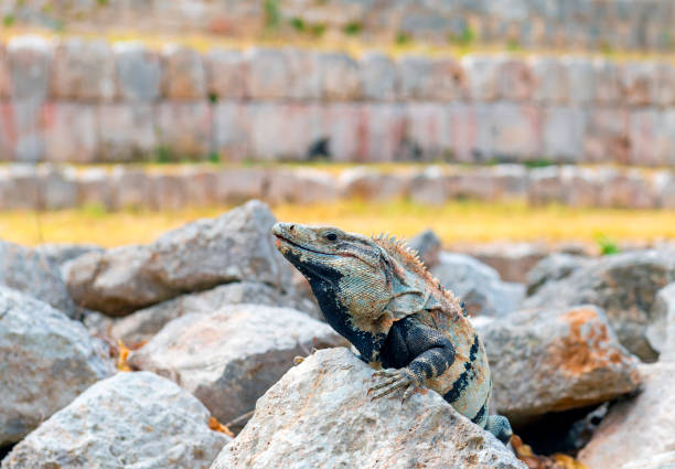 Portrait of a Mexican Spiny Tailed Iguana (Ctenosaura pectinata) in the Maya ruins of Uxmal, Yucatan, Mexico.