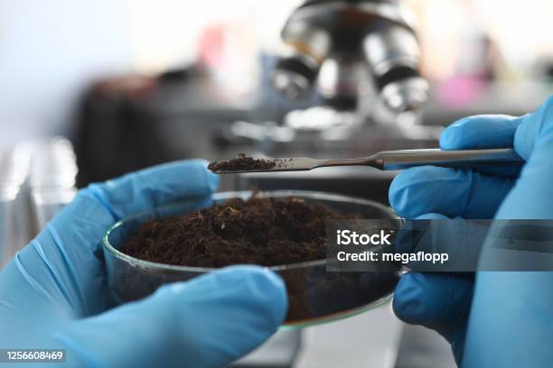 Scientist Wearing Protective Gloves Examining Ground Sample Stock Photo - Download Image Now
