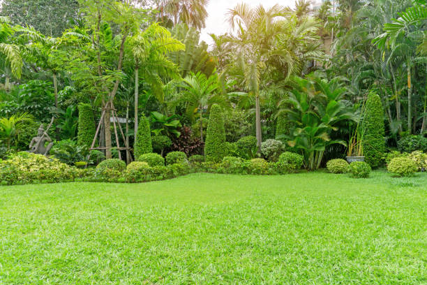 Fresh green grass smooth lawn as a carpet with curve form of bush, trees in a backyard, good maintenance landscapes in a luxury house's garden under morning sunlight stock photo