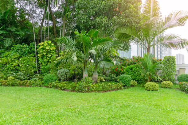 Fresh green grass smooth lawn as a carpet with curve form of bush, trees in a backyard, building on background, good maintenance landscapes in a luxury house's garden under morning sunlight stock photo