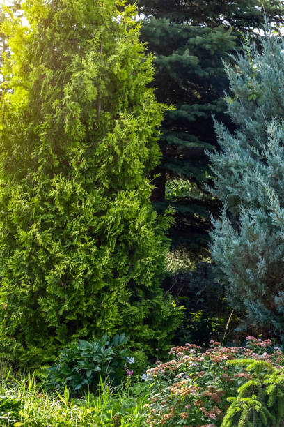istock Landscaping of the backyard 1256609456