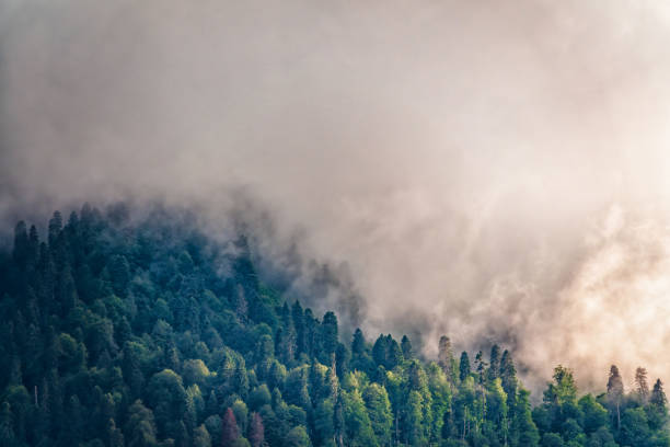 wysoka góra z zielonymi zboczami ukrytymi w chmurach i mgle. mistyczny las na zboczu góry w gęstej mgle. - sochi hill tree wet zdjęcia i obrazy z banku zdjęć