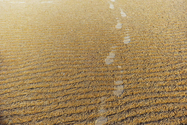 View look back to footprints on the sand mud