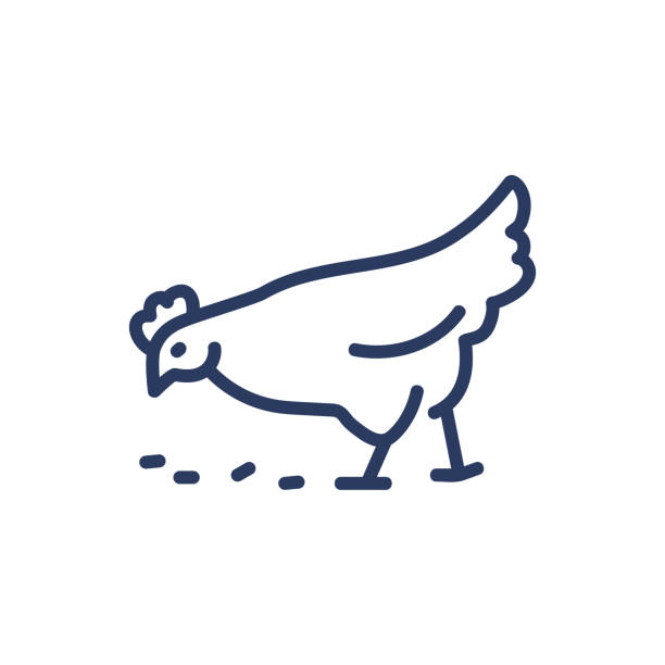 Chicken thin line icon Chicken thin line icon. Hen picking grains isolated outline sign. Farming, agriculture, poultry concept. Vector illustration symbol element for web design and apps animals feeding stock illustrations