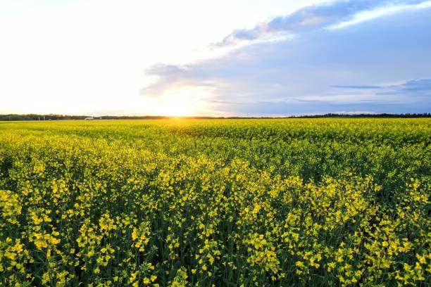 istock A yellow sea of canola fields in Edmonton, Alberta, Canada 1256611203