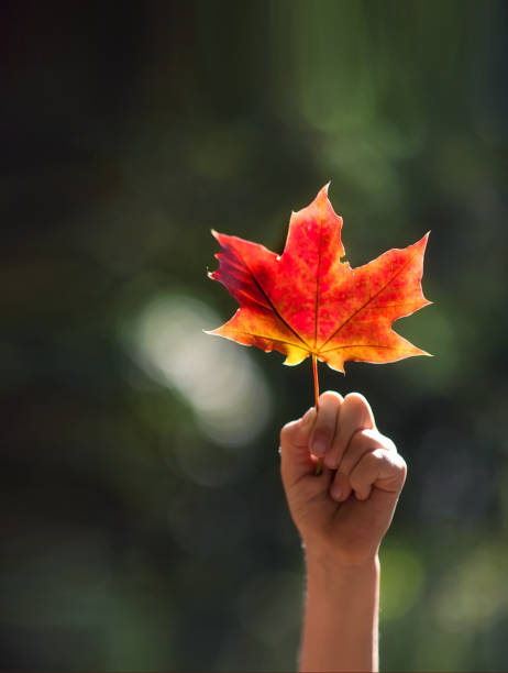 istock RED MAPLE LEAVES IN HANDS ON BLURED BACKGROUND. autumn background 1256611853
