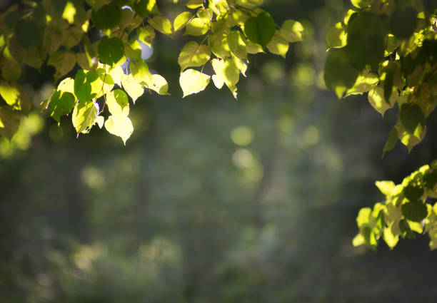 istock summer BLURGED BACKGROUND WITH GREEN LEAVES 1256612392