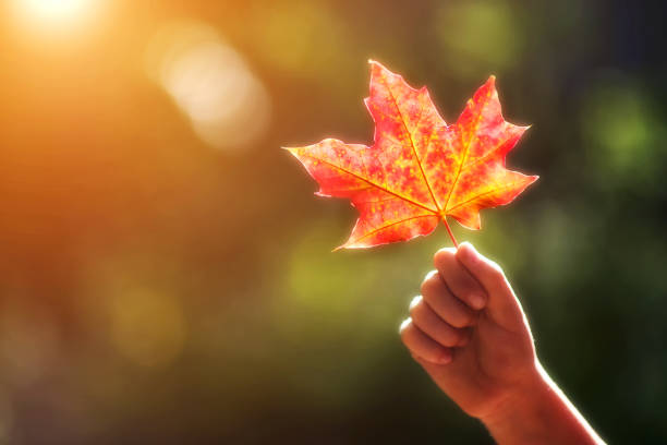 istock RED MAPLE LEAVES IN HANDS ON BLURED BACKGROUND. autumn background 1256612429