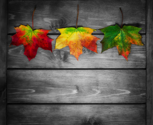 tres hojas de arce de colores sobre fondo de madera - pumpkin simplicity rustic old fotografías e imágenes de stock