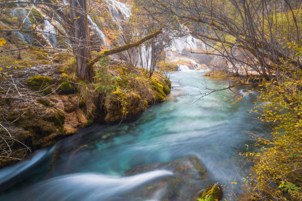 istock Forest and tree landscape texture background , Colourful Nature landscape scenic view of Jiuzhaigou ,Yading , Shangrila ,China, tibet mountain in autumn. 1256612601