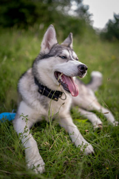 istock Husky dog walking over the meadow during the sunset 1256612612
