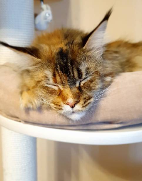 istock Maine Coon brown sleeping cat head, closeup portrait 1256614565
