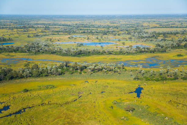 istock Aerial View over Okavango Delta 1256614725