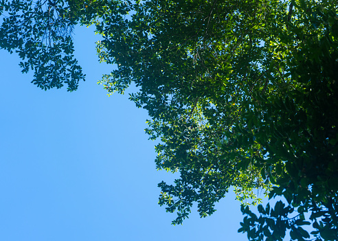 Photo of green tropical forest leaves with blue sky in the background