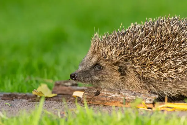 Hedgehog (Scientific or Latin name: Erinaceus Europaeus) Close up of  the head and shoulders of a wild, native, European hedgehog, facing left.  Horizontal.  Space for copy.