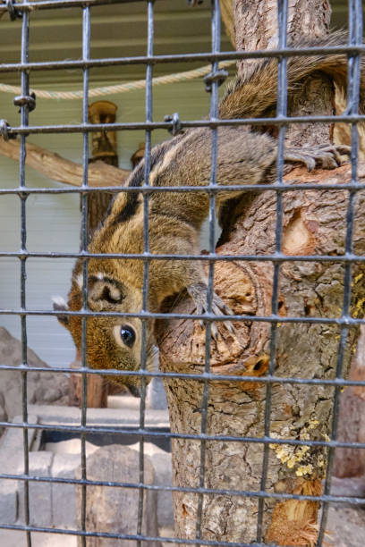ein gestreiftes nagetier murmeltiere chipmunks eichhörnchen auf einem baumstamm auf jagdstimmung gesichtet. tierverhaltensthemen. fokus auf auges - nature animal themes wildlife outdoors stock-fotos und bilder