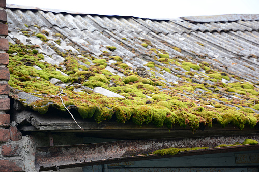 Excessive growth of moss and lichen on asbestos corrugated roof badly damaged the roof cover of a garage building.