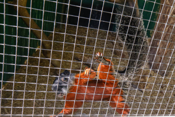 istock A Prevost squirrel that climbs high against the mesh 1256621071