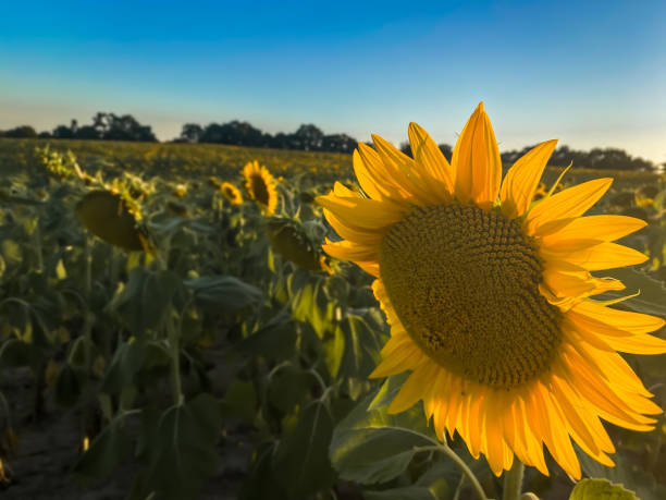 istock Sunset on the Sunflower 1256621078