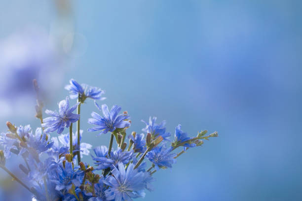 fiori di cicoria da vicino su sfondo blu - succory foto e immagini stock