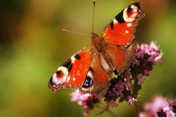 istock Peacock butterfly at flowering oregano 1256621298