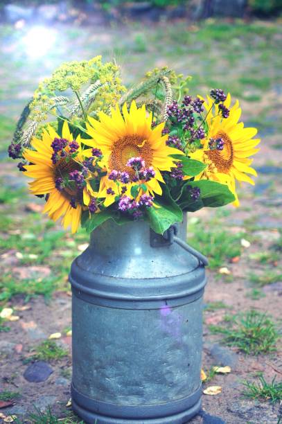 Beautiful summer bouquet with sunflowers, ears of grain and flowering herbs in an old milk can