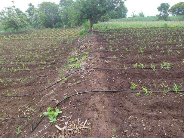 istock Cultivated furrow cloven land with agricultural dripping irrigation system 1256622044