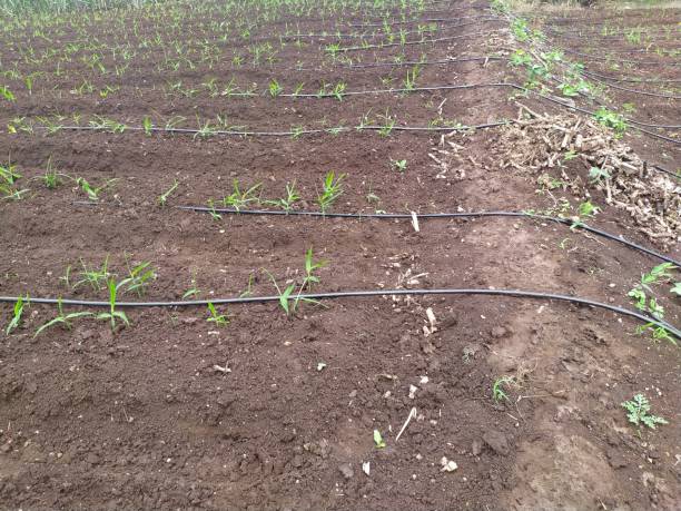 istock Cultivated furrow cloven land with agricultural dripping irrigation system 1256622074