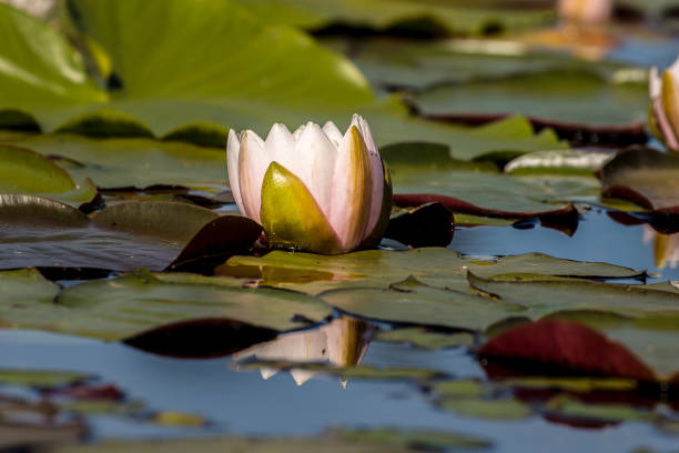beautiful pink lotus flower.