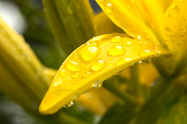 Water drops from rain form on a yellow day lily petal.