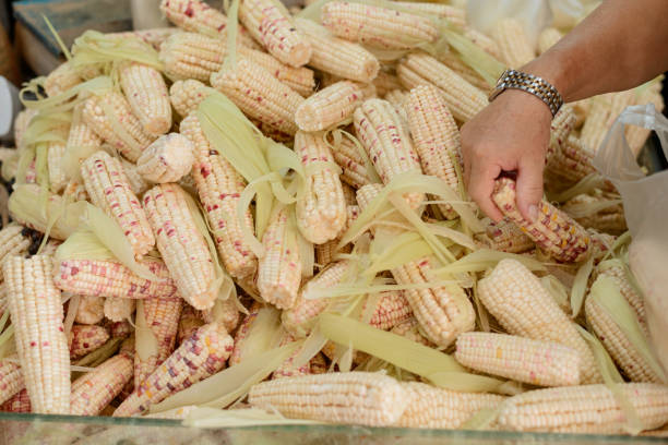 istock Man choosing ripe corn at a food market 1256623997