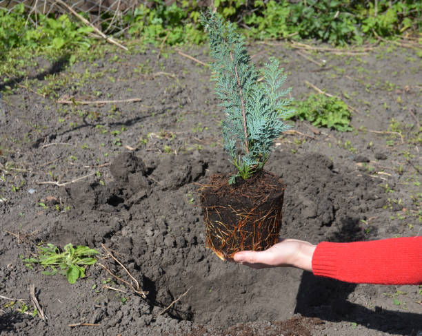 Planting chamaecyparis lawsoniana alumni plant, Lawson cypress sapling with good root system from a pot into the soil on a sunny spot. Planting chamaecyparis lawsoniana alumii plant, Lawson cypress sapling with good root system from pot into soil on a sunny spot. port orford cedar stock pictures, royalty-free photos & images