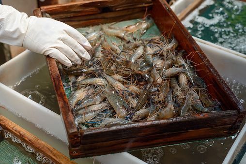 Worker washing shrimps in sifter.