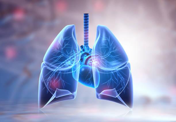 anatomia dei polmoni umani - polmone foto e immagini stock